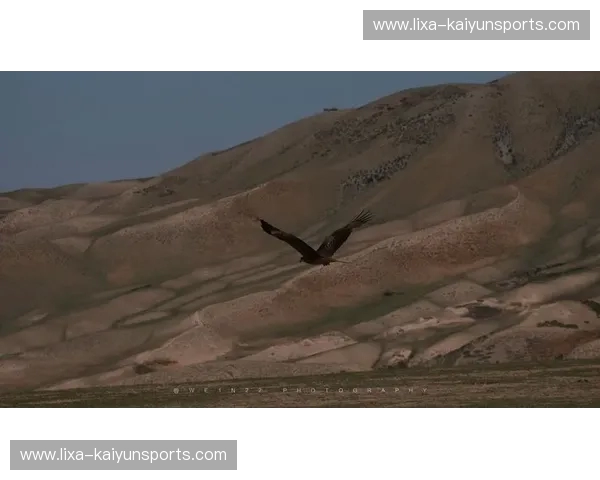 翱翔与燃烧：老鹰与太阳的季后赛史诗，谁将点燃胜利的火焰？